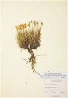 藏品(理查氏膠草)的圖片